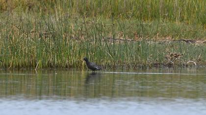 Spotted Redshank