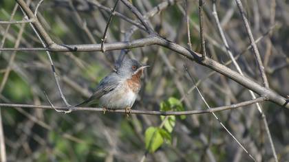 Subalpine Warbler