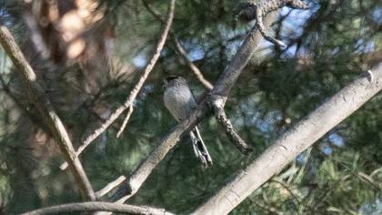 Long-tailed Tit