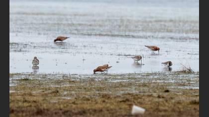 Curlew Sandpiper