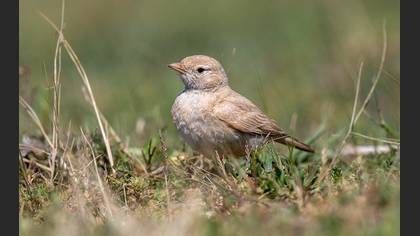 Bar-tailed Lark