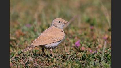 Bar-tailed Lark