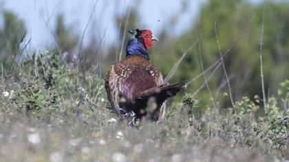 Common Pheasant