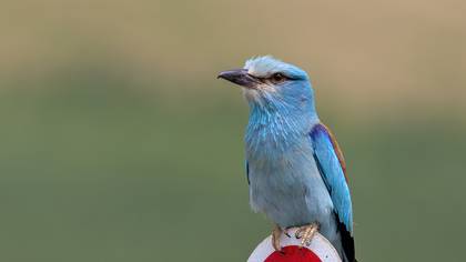 European Roller