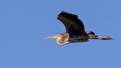 Purple Heron