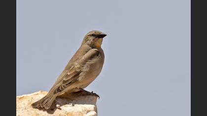 Yellow-throated Sparrow