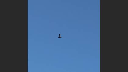 Ruddy Shelduck