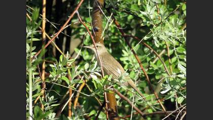 Great Reed Warbler