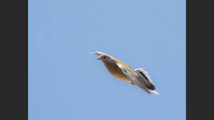 European Turtle Dove