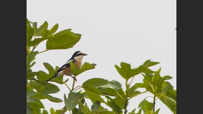 Masked Shrike