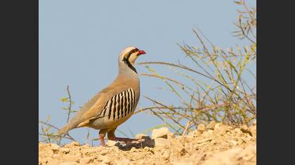 Chukar Partridge