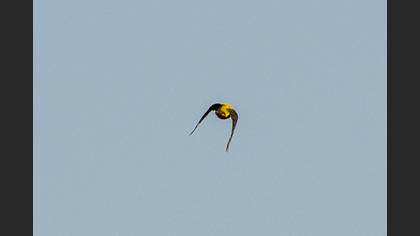 Eurasian Golden Oriole