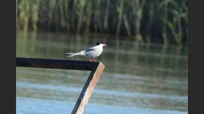 Common Tern