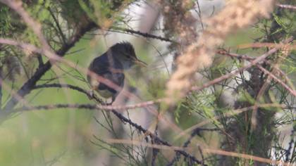 Marsh Warbler