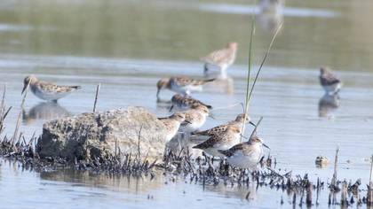 Little Stint