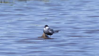 Whiskered Tern