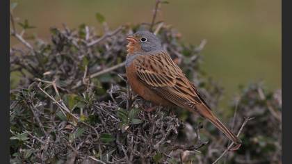 Cretzschmar`s Bunting