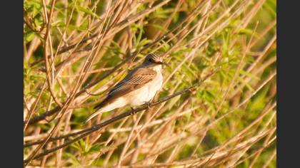 Spotted Flycatcher