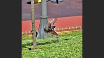 Common Starling