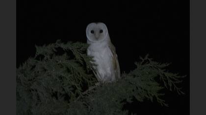 Western Barn Owl