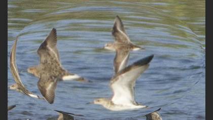 Little Stint