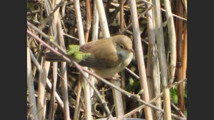 Common Reed Warbler