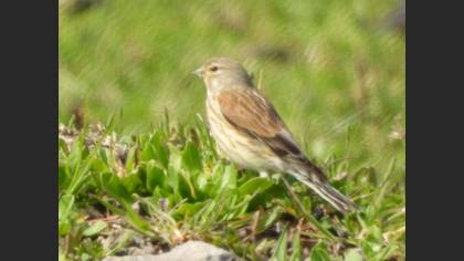 Common Linnet