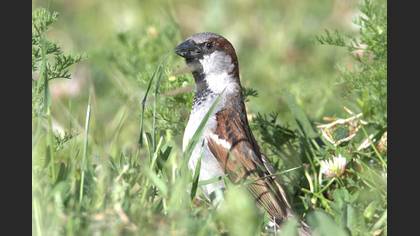 House Sparrow