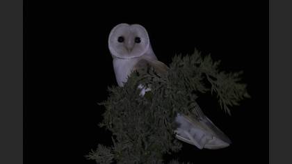 Western Barn Owl