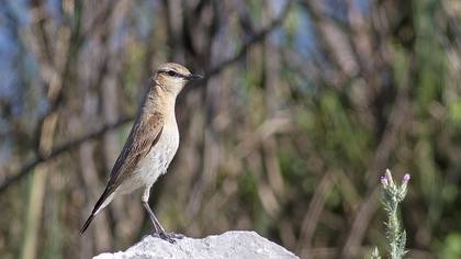 Isabelline Wheatear