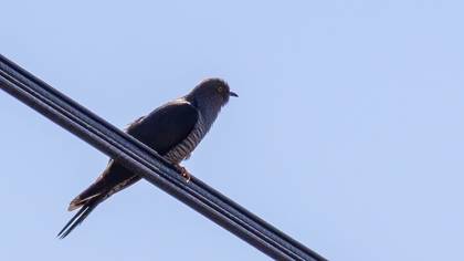 Common Cuckoo