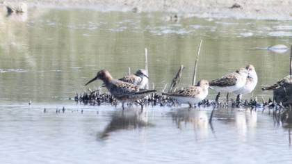 Curlew Sandpiper