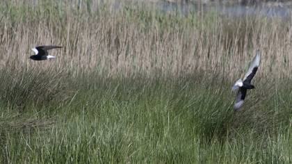 White-winged Tern