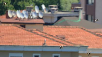 Rosy Starling