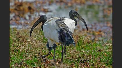 African Sacred Ibis
