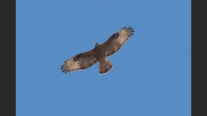 European Honey Buzzard