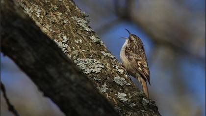 Short-toed Treecreeper
