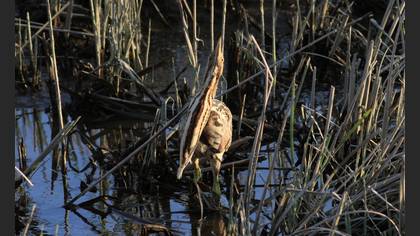 Eurasian Bittern