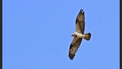 Osprey