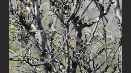 Lesser Whitethroat