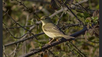 Willow Warbler