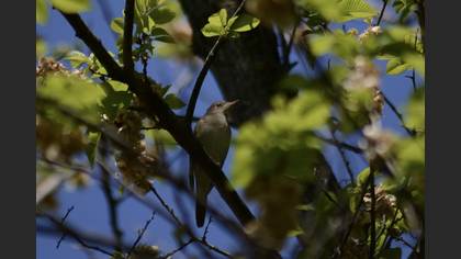 Common Nightingale