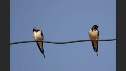 Barn Swallow