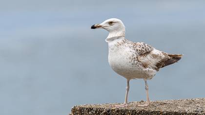 European Herring Gull