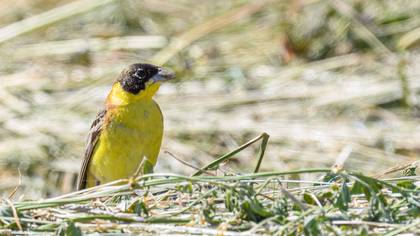 Black-headed Bunting