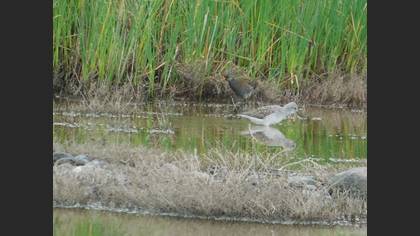 Spotted Crake