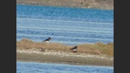 Eurasian Oystercatcher
