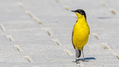 Western Yellow Wagtail