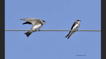 Sand Martin