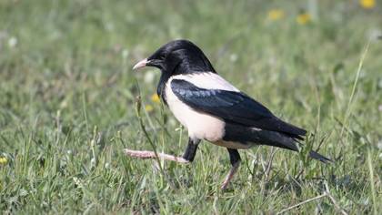 Rosy Starling